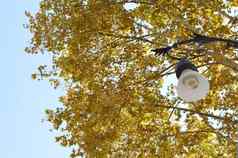 古董灯笼背景黄色的树叶蓝色的天空秋天景观花园