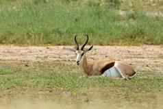 跳羚喀拉哈里沙漠南非洲野生动物