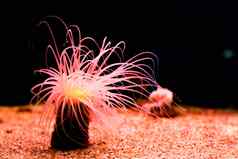 海海葵发光的霓虹灯粉红色的光黑暗美丽的童话热带海洋生活动物