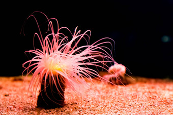 海海葵发光的霓虹灯粉红色的光黑暗美丽的童话热带海洋生活动物