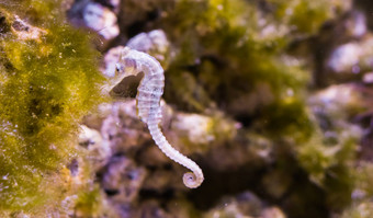 白色悉尼<strong>海马</strong>特写镜头濒临灭绝的specie澳大利亚