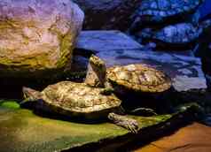 坎伯兰滑块乌龟站乌龟头热带爬行动物美国