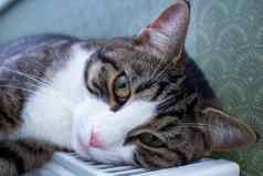 条纹宠物猫谎言温暖的散热器休息放松