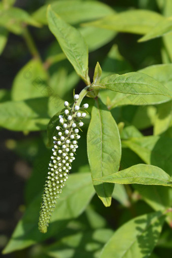 鹅颈式珍珠菜