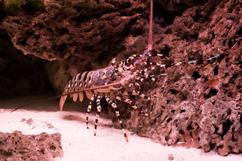 华丽的多刺的岩石龙虾攀爬石头大热带小龙虾太平洋海洋