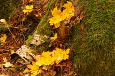 腐烂的桦木树干黄色的枫木叶子公园秋天