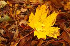 黄色的枫木叶子地面下降树秋天