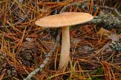 米色蘑菇日益增长的松森林秋天