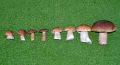 手选莱奇纳姆蘑菇订单最小的最大绿色背景
