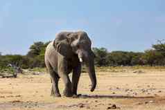 非洲大象纳米比亚非洲Safari野生动物