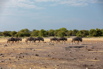 蓝色的羚羊的一种角马纳米比亚非洲野生动物Safari