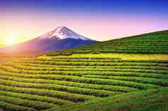 绿色茶字段富士山日本