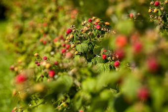 红色的秋天树莓绿色布什