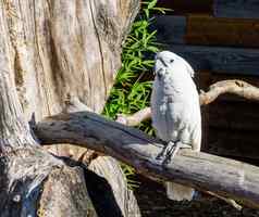 白色凤头鹦鹉鹦鹉坐着分支热带宠物印尼