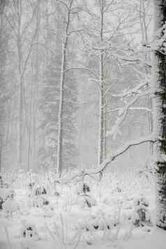 冬天森林景观雪冬天树