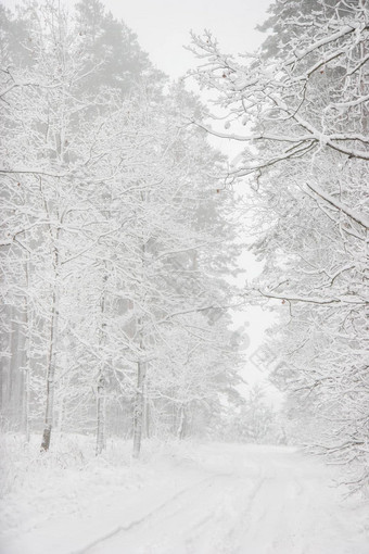 美丽的冬天景观<strong>雪路</strong>冬天森林