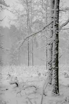 冬天森林景观雪冬天树