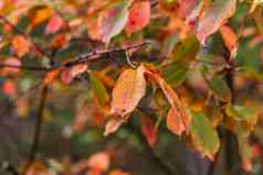 色彩斑斓的秋天叶子小滴叶子