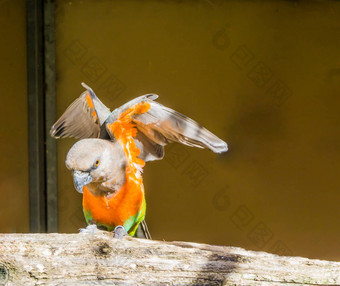红色的大肚子的鹦鹉传播翅膀色彩斑斓的热带小鹦鹉非洲