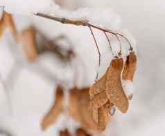 分支树雪枫木种子雪