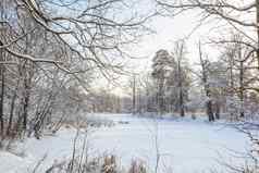 冬天森林格罗夫树雪冻河