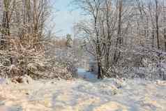 冬天森林格罗夫树雪