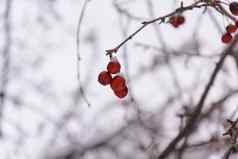 成熟的冻水果树冬天