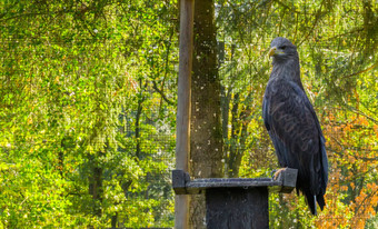 灰色的海鹰坐着木波兰大鸟猎物欧亚大陆