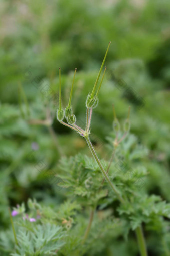 常见的storksbill