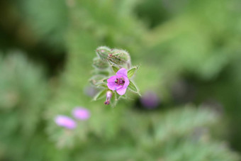 常见的storksbill