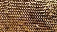 花蜜养蜂蜂窝蜂蜜自然背景