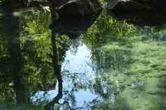 摘要树天空石头反映了涟漪水表面清晰的水底池塘