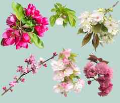 盛开的花园花朵集合樱桃苹果树
