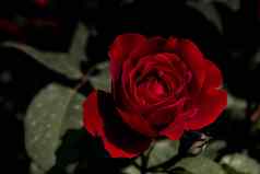 美丽的新鲜的玫瑰关闭视图