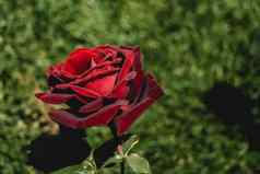 美丽的色彩斑斓的玫瑰花