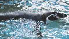 企鹅游泳蓝色的水颜色