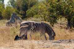 斑马生仔博茨瓦纳非洲野生动物Safari