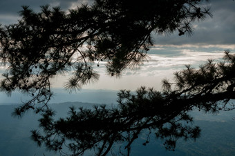 特写镜头松树天空景观