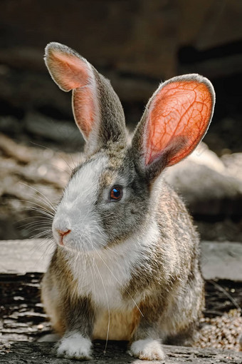portreit兔子