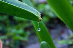 雨滴下降多雨的一天