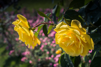 盛开的美丽的色彩斑斓的玫瑰花园