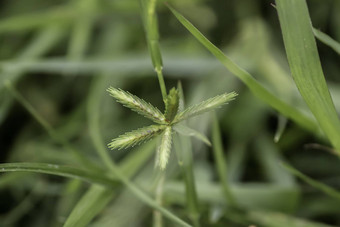 发芽种子绿色叶新鲜的婴儿年轻的植物日益增长的<strong>户外</strong>自然阳光蔬菜花园场环境春天<strong>户外</strong>宏摄影开始生活成长概念