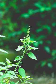 图拉西绿色树植物