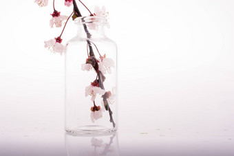 樱桃花朵瓶