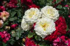 盛开的美丽的群玫瑰花园