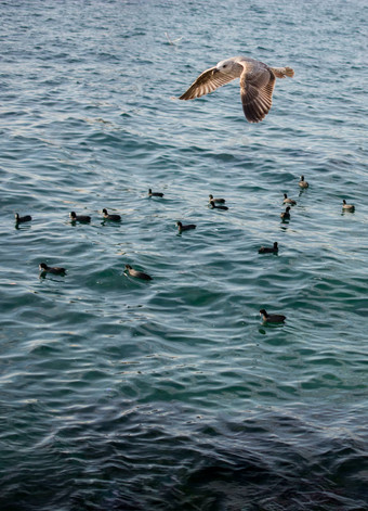 海鸥飞行海水域