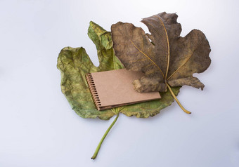 开放空白笔记本下降秋天叶子