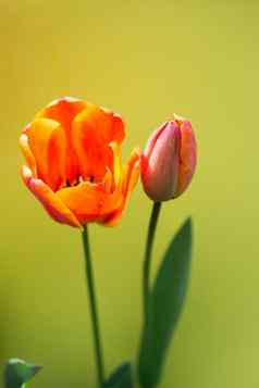 色彩斑斓的郁金香花布鲁姆色彩斑斓的背景