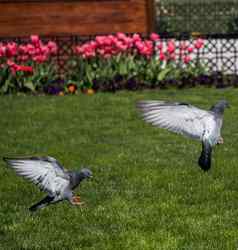 鸽子绿色草坪上城市公园