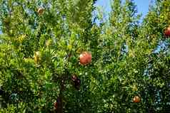 成熟的石榴水果punicagranatum树夏天